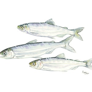 Chinook Salmon / Fish Watercolor Art / Limited Edition Double-matted GICLEE PRINT / Painting titled &quot;The Journey&quot;