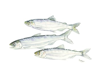 Salmón Chinook / Arte de acuarela de peces / Impresión GICLEE de edición limitada con doble paspartú / Pintura titulada "El viaje"