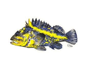 China Rockfish / Fish Gouache Art / Limited Edition Double-matted GICLEE PRINT