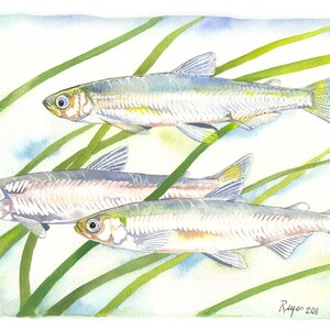 Delta Smelt / Fish Watercolor Art / Limited Edition Double-matted GICLEE PRINT / Painting titled &quot;Smeltdown in the Delta&quot;