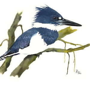 Zimorodek obrożny (samiec) / Ptak akwarela / Limitowana edycja dwumatowego wydruku GICLEE