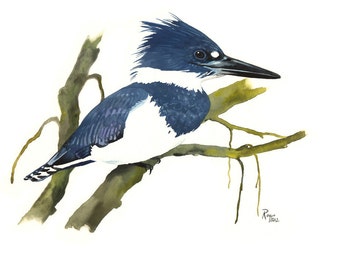 Belted Kingfisher (Male) / Bird Watercolor Art / Limited Edition Double-matted GICLEE PRINT