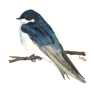 Tree Swallow / Bird Watercolor Art / Limited Edition Double-matted GICLEE PRINT