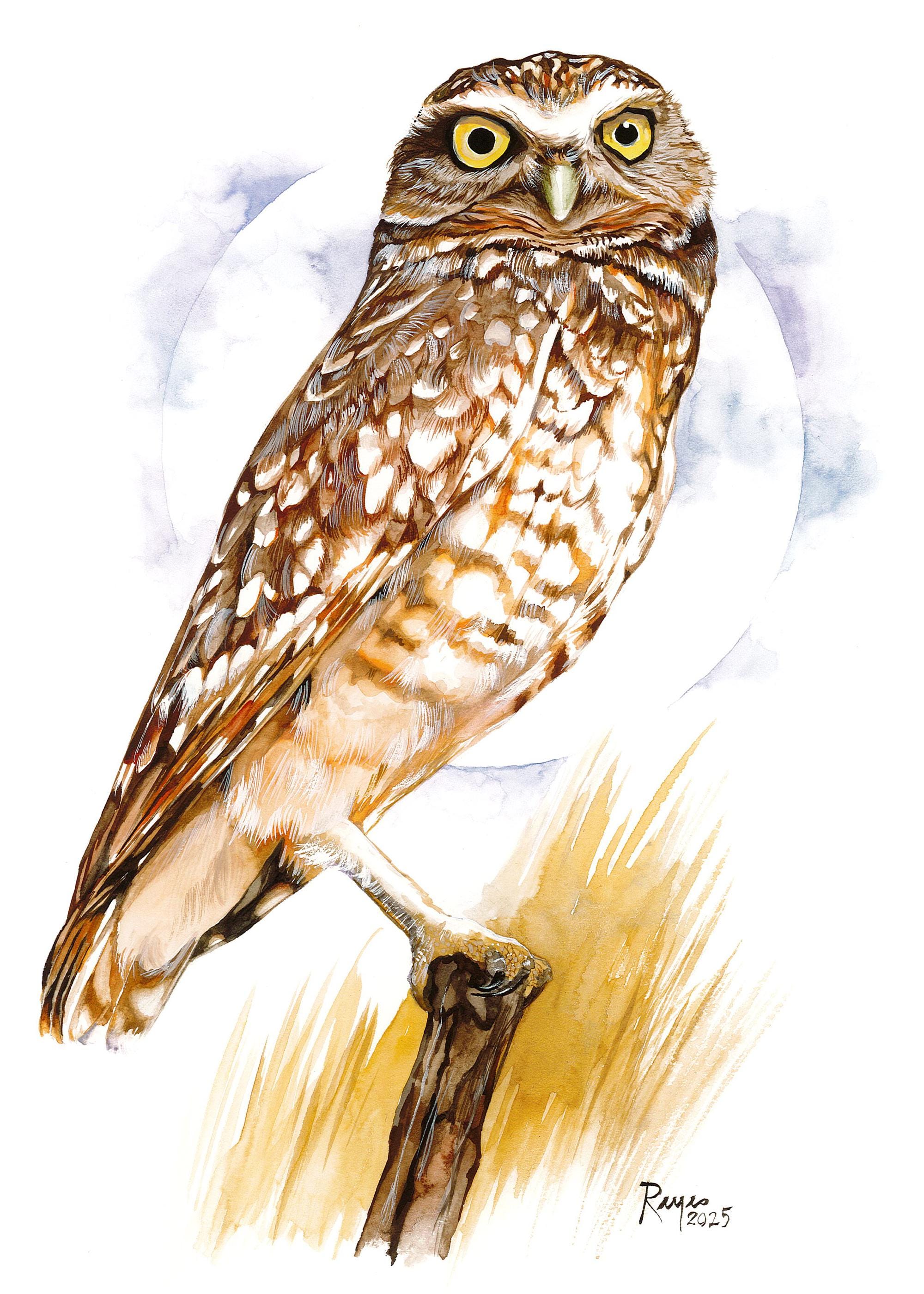 Burrowing Owl / Bird Watercolor Art / Limited Edition Double-matted GICLEE Print / Painting titled &