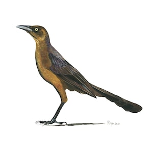 Great-tailed Grackle (Female) / Bird Watercolor Art / Limited Edition Double-matted GICLEE PRINT
