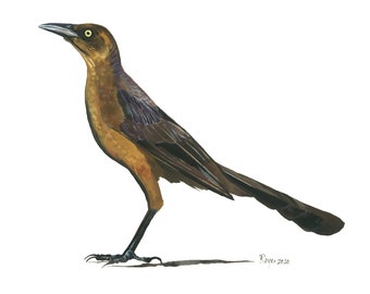 Great-tailed Grackle (Female) / Bird Watercolor Art / Limited Edition Double-matted GICLEE PRINT