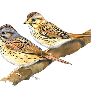 Moineaux de Lincoln / Aquarelle d&#39;oiseaux / Impression Giclée Double passe-partout en édition limitée