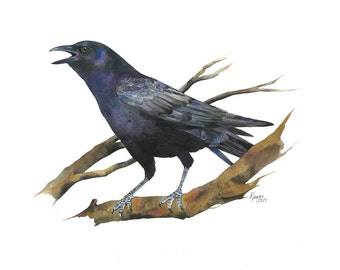 American Crow / Bird Watercolor Art / Limited Edition Double-matted GICLEE PRINT