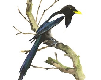 Yellow-billed Magpie / Bird Watercolor Art / Limited Edition Double-matted GICLEE PRINT / Painting titled "Perching Simplicity"