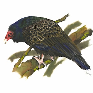 Turkey Vulture / Bird Gouache Art / Limited Edition Double-matted GICLEE PRINT / Painting titled "Waiting"