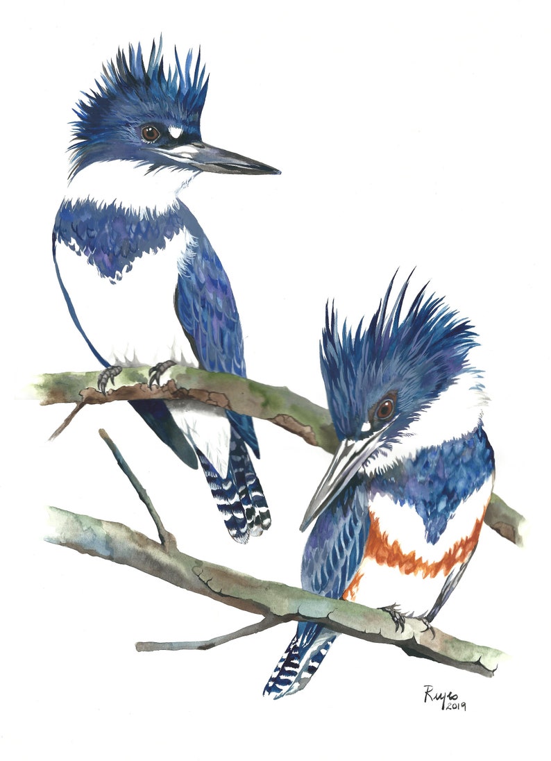 May include: Watercolor painting of two blue-green kingfishers perched on a branch. The birds have blue and white feathers with orange accents. The painting is signed "Ryuko 2019".