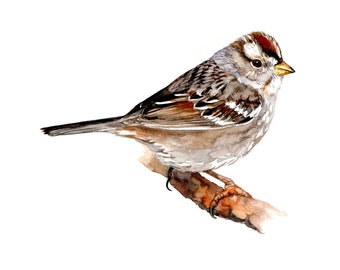 White-crowned Sparrow (Juvenile) / Bird Gouache Art / Limited Edition Double-matted GICLEE PRINT