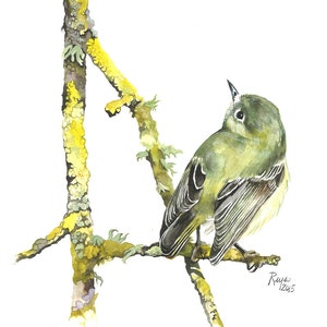 May include: Watercolor painting of a small green bird perched on a branch with yellow lichen. The bird is looking up and has a white throat. The painting is signed "Reyes 12.01.15" in the bottom right corner.