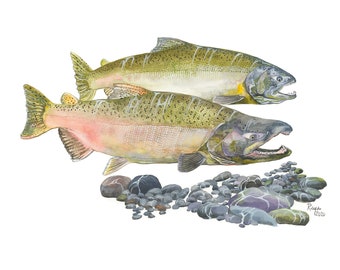 Salmón Chinook / Arte de acuarela de peces / Impresión GICLEE de edición limitada con doble paspartú / Pintura titulada "Espíritu del San Joaquín"