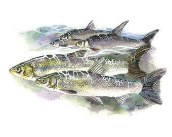 Sacramento Splittail / Fish Watercolor Art / Limited Edition Double-matted GICLEE PRINT