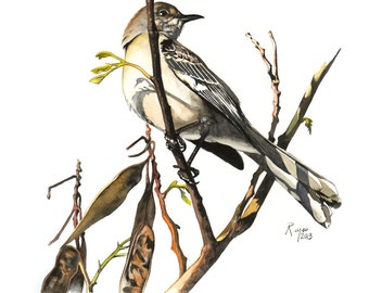 Mockingbird / Bird Watercolor Art / Limited Edition Double-matted GICLEE PRINT