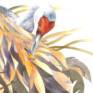 Sandhill Crane / Bird Watercolor Art / Limited Edition Double-matted GICLEE PRINT / Painting titled "Windy Preening"