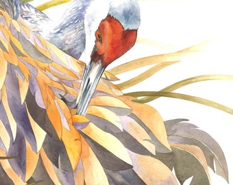 Sandhill Crane / Bird Aquacolor Art / Limited Edition Dubbel-gematteerde GICLEE PRINT / Schilderij getiteld "Windy Preening"