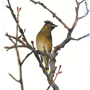 Cedar Waxwing / Bird Gouache Art / Limited Edition Double-matted GICLEE PRINT / Painting titled "The Noble Waxwing"