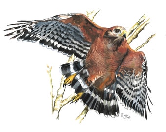 Red-shouldered Hawk / Bird Watercolor Art / Limited Edition Double-matted GICLEE PRINT / Painting titled "Wild Spirit"