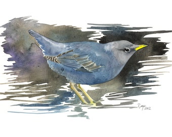 American Dipper / Bird Watercolor Art / Limited Edition Double-matted GICLEE PRINT