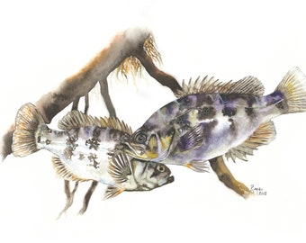 Sacramento Perch / Fish Watercolor Art / Limited Edition Double-matted GICLEE PRINT