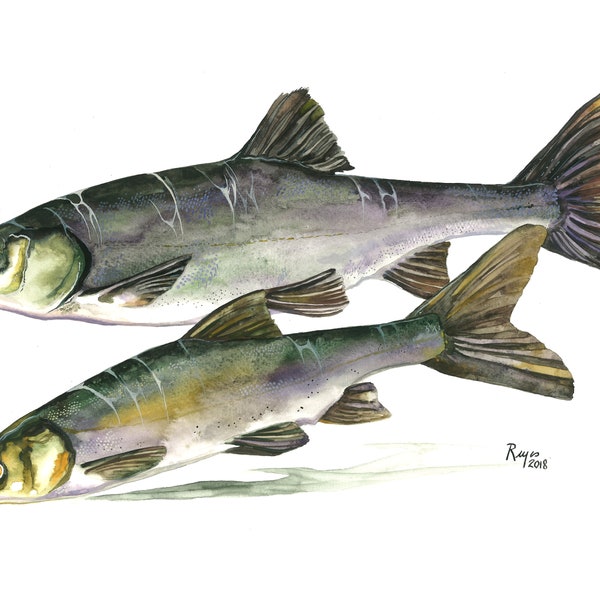 Sacramento Blackfish (California Native Fish) / Fish Gouache Art / Limited Edition Dubbel gematteerde GICLEE PRINT