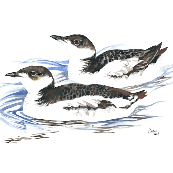 Marmorierte Murrelets / Vogel Aquarell Kunst / Limited Edition Double-matt GICLEE PRINT