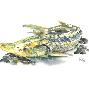 Green Sturgeon / Fish Watercolor Art / Limited Edition Double-matted GICLEE PRINT