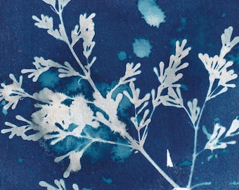 Flores cianotipo originales de mi jardín.