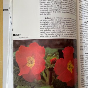 May include: An open book page featuring a photograph of two vibrant red primrose flowers with yellow centers and green leaves. The text on the page includes the heading Primroses and the caption A primrose plant, alongside paragraphs about gardening.