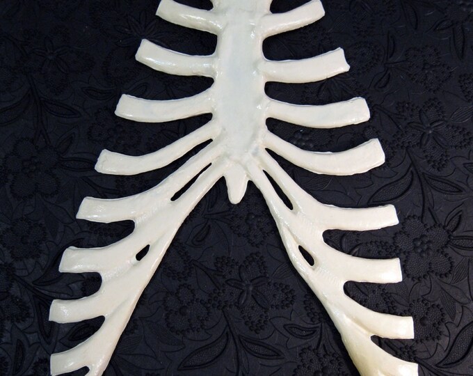Plastic Rib Cage - Anatomy, Life Size, Bones, Skeleton - Etsy