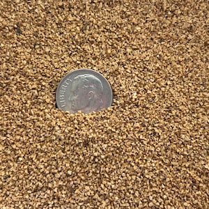 May include: A close-up shot of a silver dime partially submerged in a bed of small, light brown, irregularly shaped pieces. The dime's profile of a man is visible, contrasting with the textured background. The pieces appear to be a granular material.