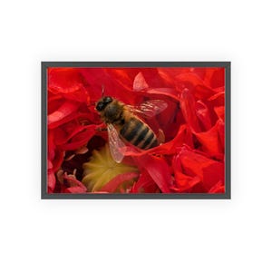Dew-Kissed, Framed Honeybee original print in a Red Poppy, Framed Floral Wall Art, Original Art Work,