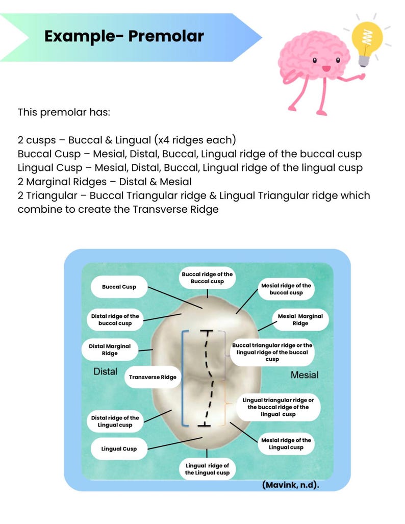Dental Hygiene Student Notes- Orofacial Anatomy Part 2 - Etsy