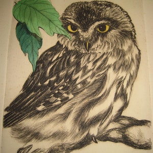 Saw Whet Owl Original Artwork by Artist Sherrie Spencer