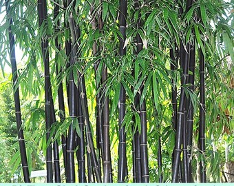 50X Mini Black Moso-Bamboo Trees Seeds Plants Office Indoor Growing Garden Plant 