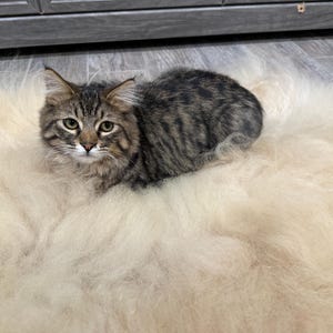 May include: A tabby cat with brown and black stripes rests on a fluffy, cream-colored rug. The cat has green eyes and is looking directly at the camera. The rug appears soft and plush.