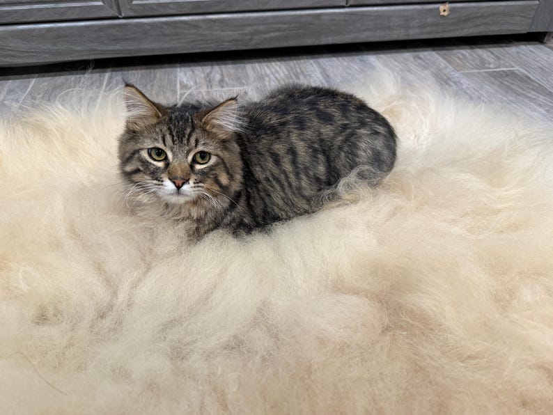 May include: A tabby cat with brown and black stripes rests on a fluffy, cream-colored rug. The cat has green eyes and is looking directly at the camera. The rug appears soft and plush.