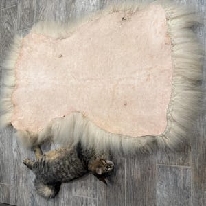 May include: A cream-colored sheepskin rug with a light pink center and long, fluffy edges. A tabby cat is lying on the wooden floor next to the rug. The rug is a natural, rustic home decor item.