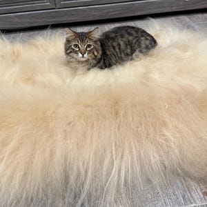 May include: A fluffy, cream-colored sheepskin rug with a small tabby cat resting on top. The cat has brown and black stripes and is looking directly at the camera. The rug appears soft and inviting.