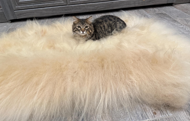 May include: A fluffy, cream-colored sheepskin rug with a small tabby cat resting on top. The cat has brown and black stripes and is looking directly at the camera. The rug appears soft and inviting.