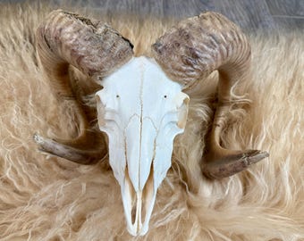 Horned Icelandic Ram Skull