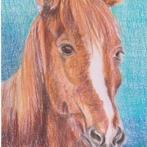 Carte postale cheval – Dessin original crayon couleur par Farnaz Pishro – Illustration équine, art animalier, fait main
