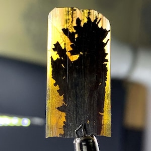Puede incluir: Primer plano de un espécimen mineral. El cristal rectangular es una mezcla de amarillo y negro. La sección negra tiene un patrón de árbol. El cristal está sujeto por una herramienta de metal plateado.