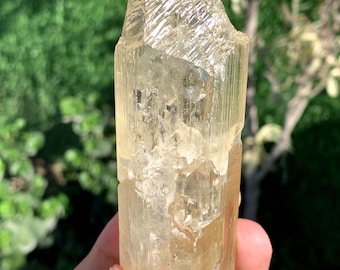 Fluorescent Yellow Triphane Kunzite Crystal from Afghanistan 204 Gram