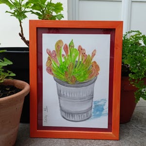 Sarracenia: Acquerello di pianta incorniciata