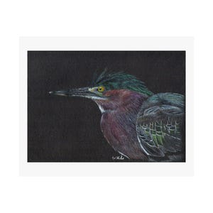 Grüner Reiher - Buntstift Zeichnung - Kunstdruck auf Mattem Poster - Home Dekor - Geschenk für Vogelliebhaber - Natur Kunstwerk