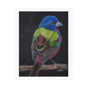 Bemalte Wimpelkette - Buntstift Zeichnung - Kunstdruck auf Mattem Poster - Geschenk für Vogelliebhaber - Natur Kunstwerk