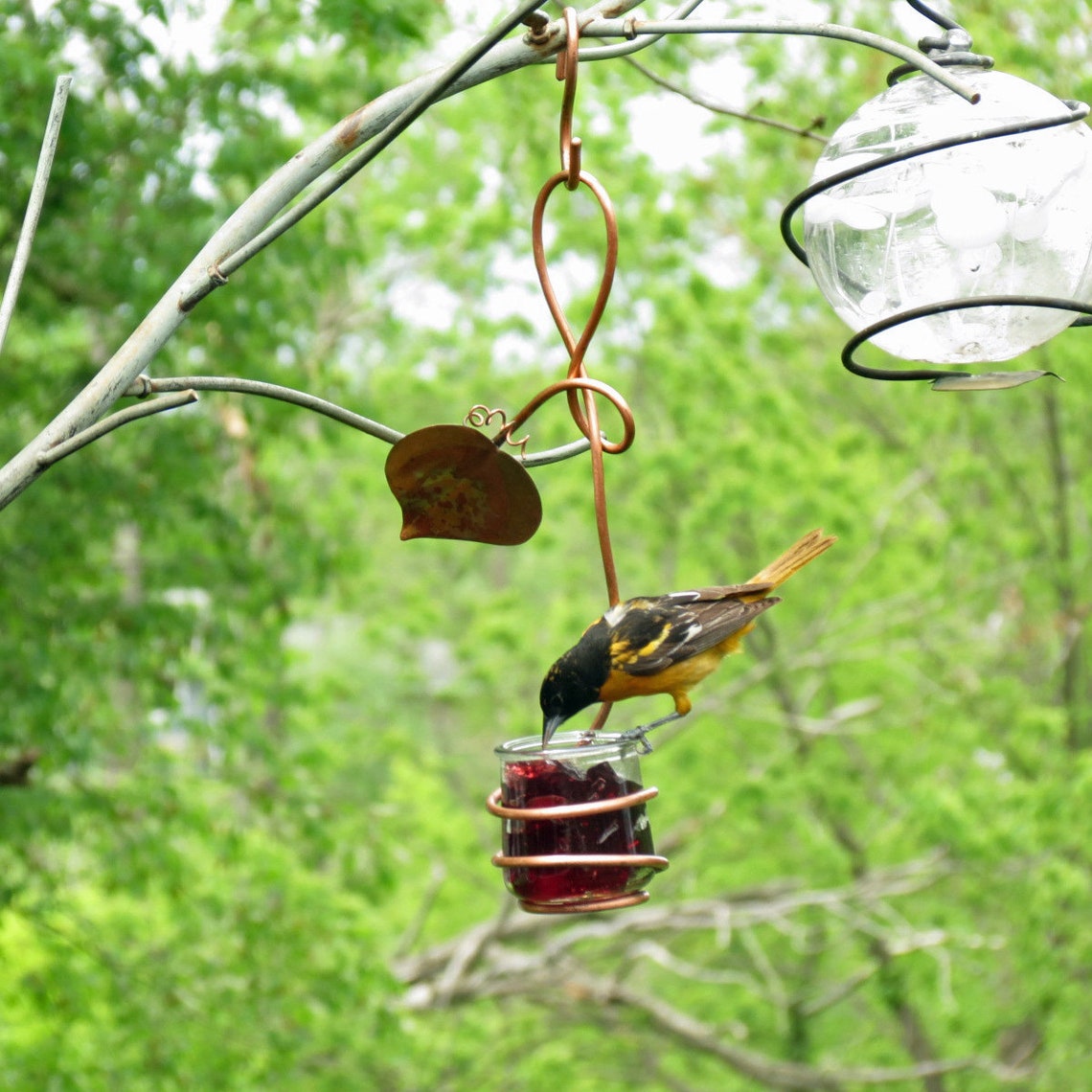 Oriole Feeder Grape Jelly Feeder Single Glass Cup Etsy